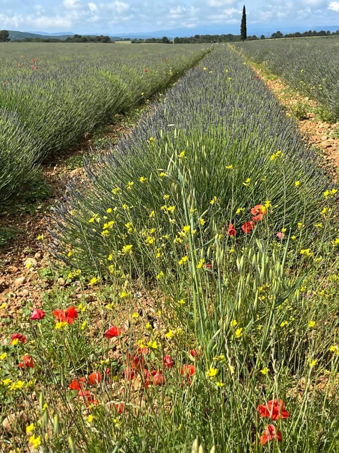 Gite Harmonie Gréoux-les-Bains Eksteriør bilde